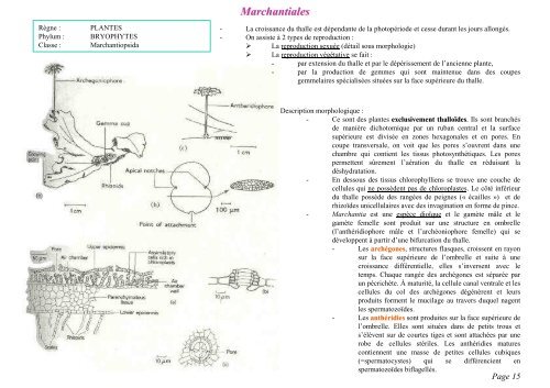 PDF 1 page par feuille