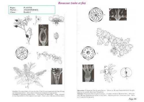 PDF 1 page par feuille