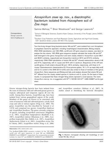 Azospirillum zeae sp. nov., a diazotrophic bacterium isolated from ...