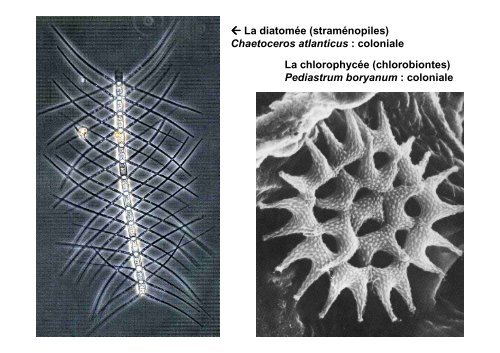 Les Eucaryotes unicellulaires