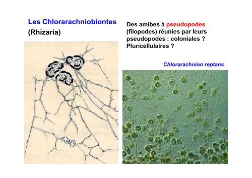 Les Eucaryotes unicellulaires