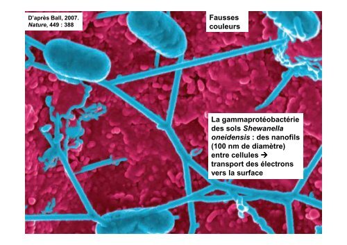 Les Eucaryotes unicellulaires