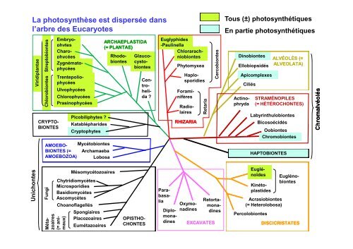 Les Eucaryotes unicellulaires