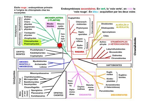 Les Eucaryotes unicellulaires