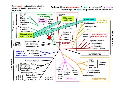 Les Eucaryotes unicellulaires