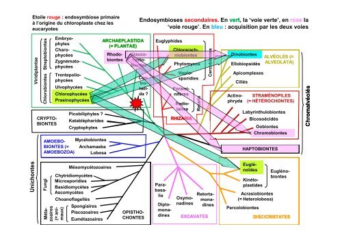 Les Eucaryotes unicellulaires