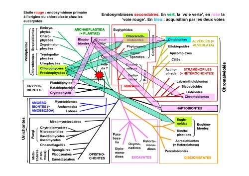 Les Eucaryotes unicellulaires