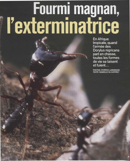 Fourmi magnan, l'exterminatrice - Site fourmis perso Alain Lenoir