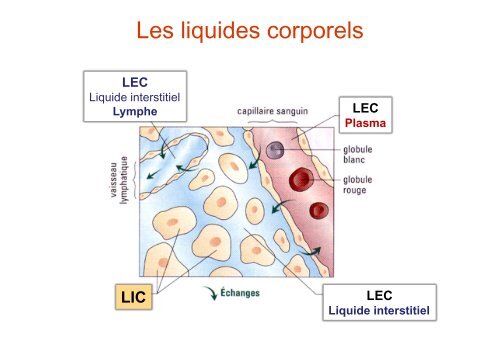 Les compartiments liquidiens de l'organisme - Université Virtuelle ...