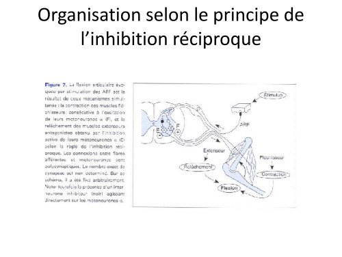 Les différents types de Les différents types de mouvements