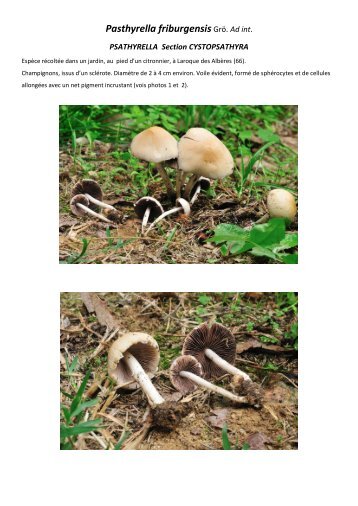 Psathyrella friburgensis - Mycologie en Catalogne Nord