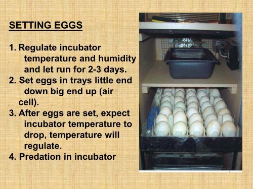 POULTRY INCUBATION HATCHING FOR SUCCESS