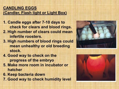 POULTRY INCUBATION HATCHING FOR SUCCESS