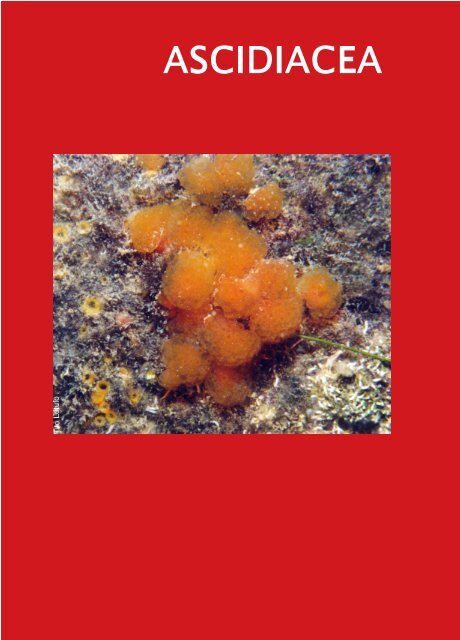 ASCIDIACEA - Ministério do Meio Ambiente