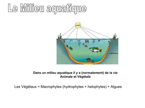 Les Végétaux = Macrophytes (hydrophytes + helophytes) + Algues