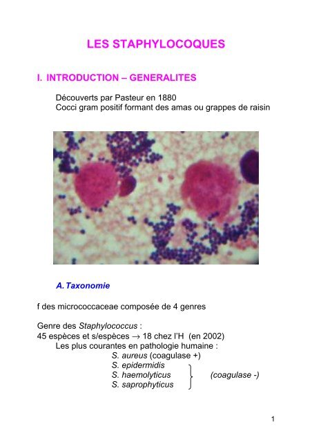 Staphylocoque