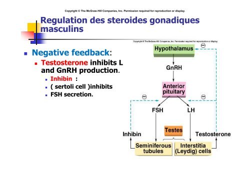 Hormones steroides - Médecine Algérie