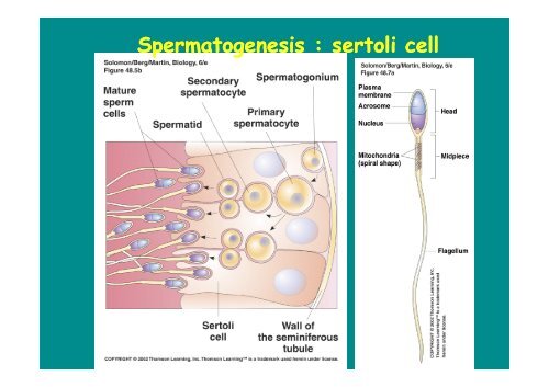 Hormones steroides - Médecine Algérie