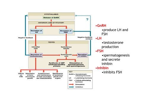 Hormones steroides - Médecine Algérie