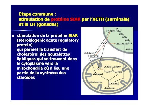 Hormones steroides - Médecine Algérie