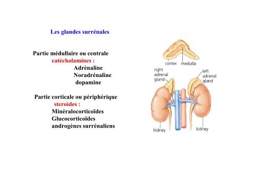 Hormones steroides - Médecine Algérie