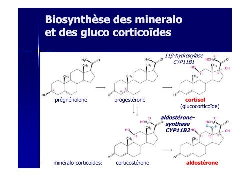 Hormones steroides - Médecine Algérie