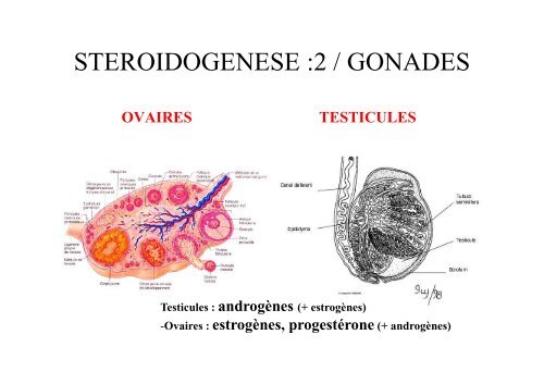 Hormones steroides - Médecine Algérie