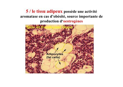 Hormones steroides - Médecine Algérie