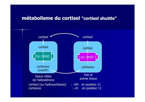 Hormones steroides - Médecine Algérie