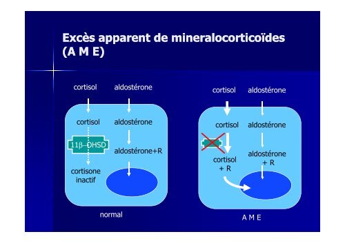 Hormones steroides - Médecine Algérie