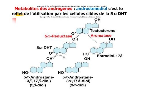 Hormones steroides - Médecine Algérie