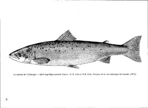 Le saumon de l'Atlantique dans l'histoire de l'Amérique du Nord