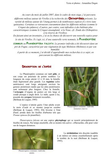 Phaneroptera falcata : partie 1 (pdf) - Aquascope Virelles