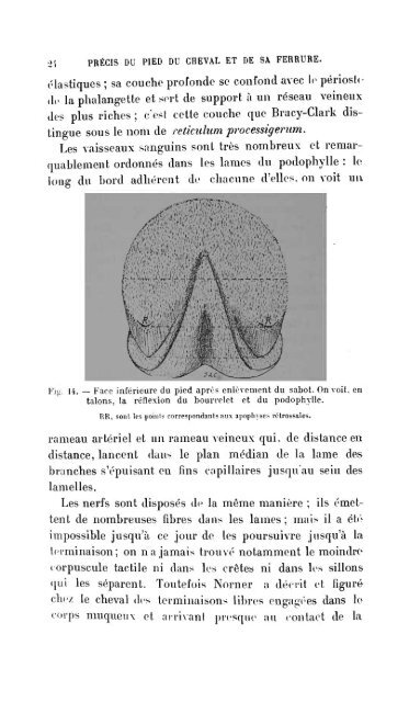 pied du cheval - Biblioteca Digital de Obras Raras e Especiais - USP