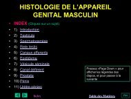 HISTOLOGIE DE L'APPAREIL GENITAL MASCULIN - epathologies