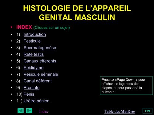 HISTOLOGIE DE L'APPAREIL GENITAL MASCULIN - epathologies