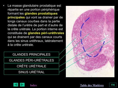 La masse glandulaire
