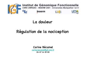 NOCICEPTION - PHARMA ppt