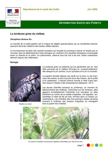 La tordeuse grise du mélèze - juin 2006 - pdf