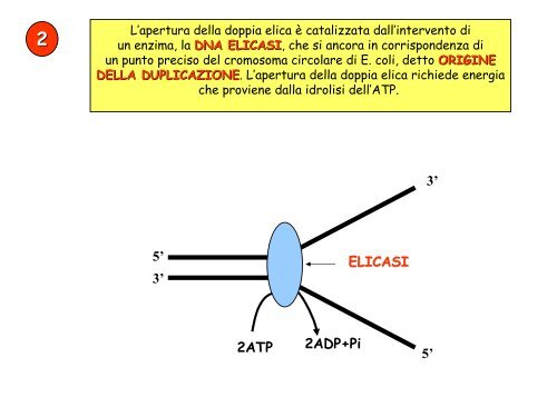 La duplicazione del DNA