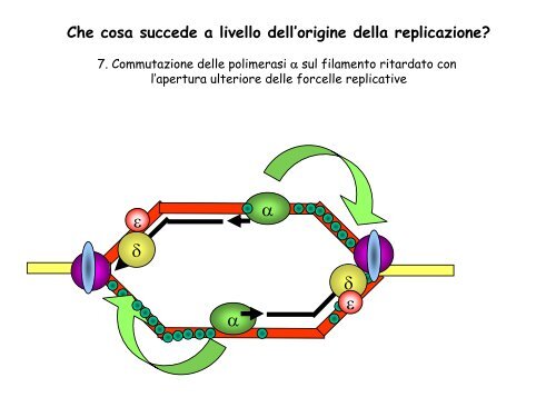 La duplicazione del DNA