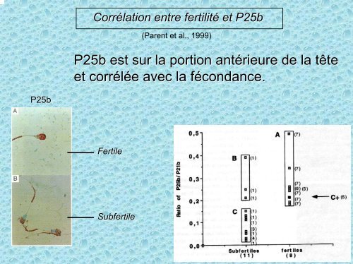 Indications à la cryoconservation des gamètes