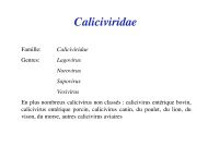 Caliciviridae - Roneo'07
