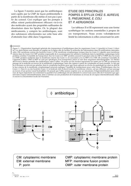 l'efflux des antibiotiques - Cellular and Molecular Pharmacology - UCL