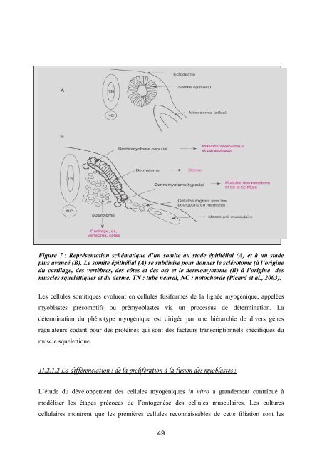 La phospholipase D, une voie de signalisation lipidique impliquée ...