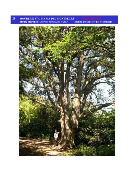 Inventari arbres monumentals - Ajuntament de Sant Celoni