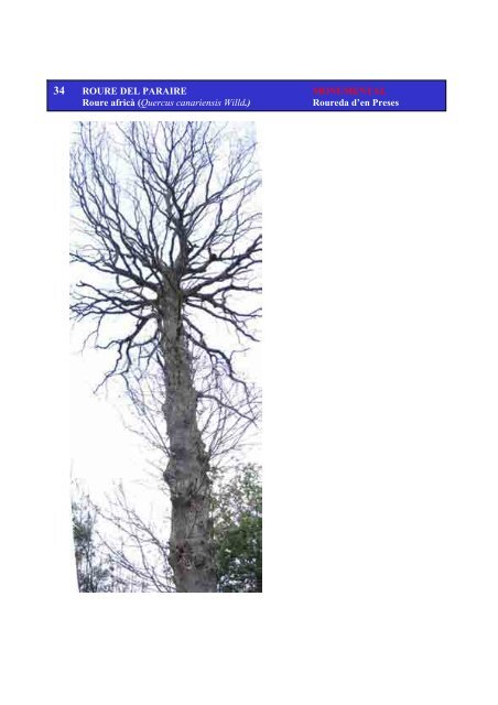 Inventari arbres monumentals - Ajuntament de Sant Celoni