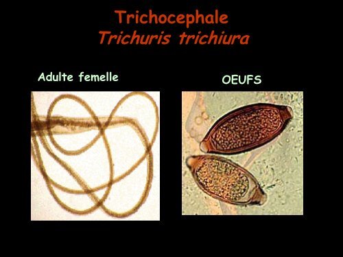 COPROLOGIE PARASITAIRE