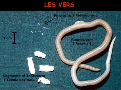 COPROLOGIE PARASITAIRE