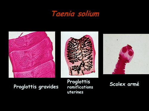 COPROLOGIE PARASITAIRE